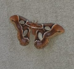 Rothschildia arethusa