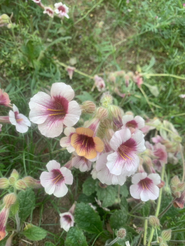 Rehmannia