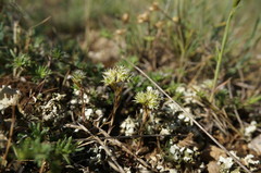 Minuartia hamata