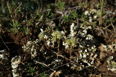 Minuartia hamata
