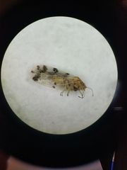 Craspedolepta pulchella