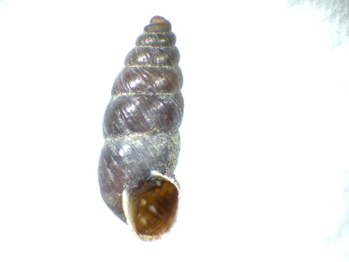 Chondrina avenacea