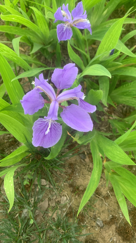 wall iris