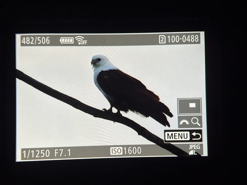 Brahminy Kite