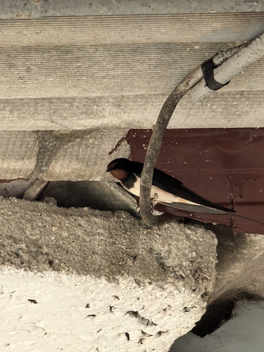 Barn Swallow