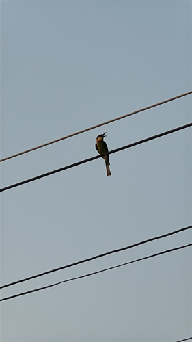 Chestnut-headed Bee-eater