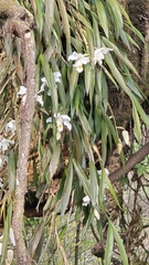 Coelogyne cristata