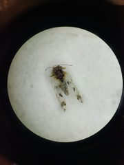 Craspedolepta pulchella