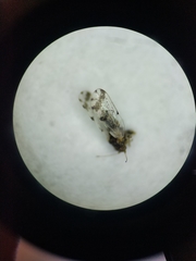 Craspedolepta pulchella