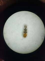 Craspedolepta pulchella