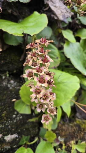 Bergenia pacumbis, photograph 2