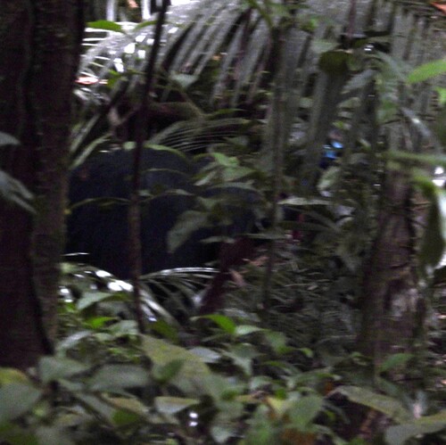 Southern Cassowary (Casuarius casuarius), photo 7