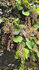 (c) Jakkarin Burananit, some rights reserved (CC BY) Bergenia pacumbis, photograph (c) Jakkarin Burananit, some rights reserved (CC BY)