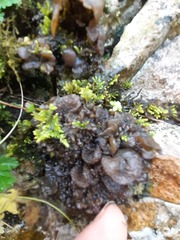 Lathagrium auriforme