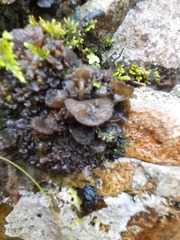 Lathagrium auriforme