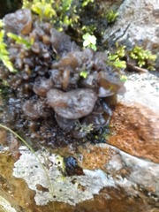 Lathagrium auriforme