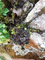 Lathagrium auriforme