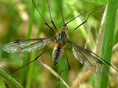Leptotarsus vulpinus