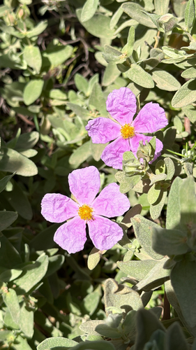Avistamiento Cistus albidus