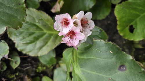 Bergenia pacumbis (Bergenia pacumbis)