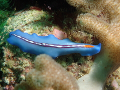 Pseudoceros liparus