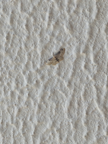 Idaea filicata