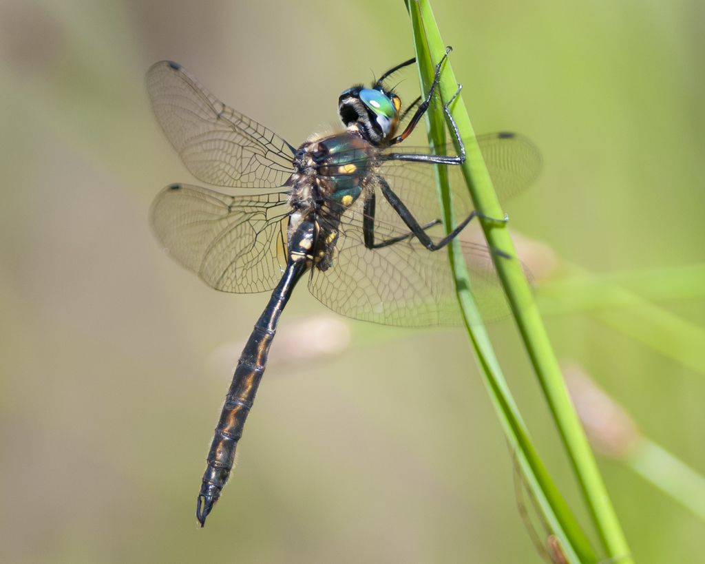 Ocellated Emerald