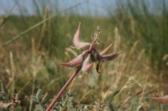 Astragalus reduncus
