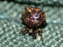 Phoroncidia quadrata