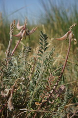 Astragalus reduncus