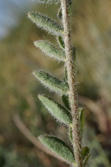 Astragalus reduncus