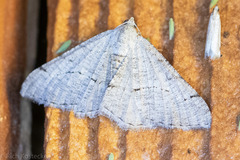 Digrammia pallorata
