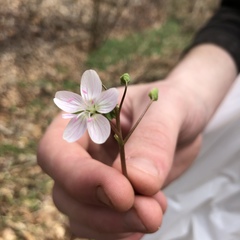 Claytonia virginica