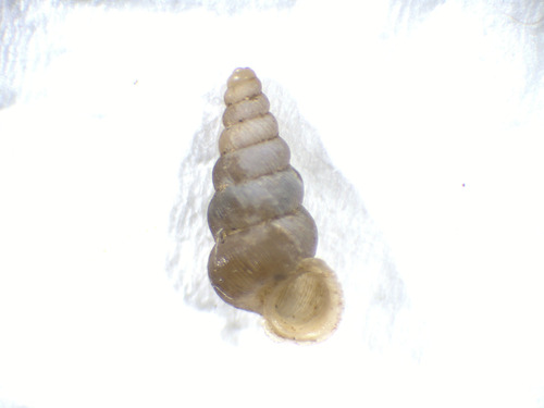 Cochlostoma patulum