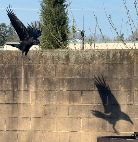 Common Raven photographed in Pennsylvania