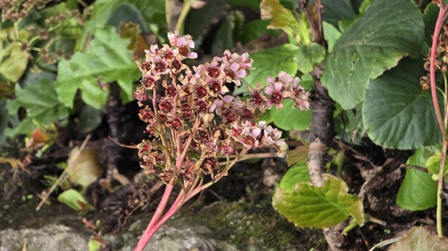 Bergenia pacumbis (Bergenia pacumbis)