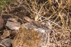 Agama bibronii