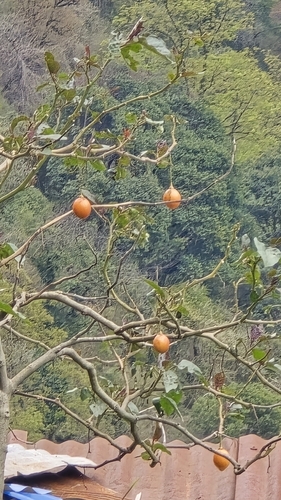 Solanum betaceum
