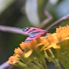 Syntomidopsis variegata