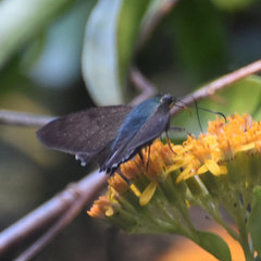 Astraptes jaira