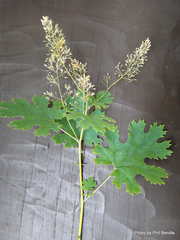 Macleaya microcarpa