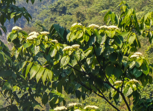 Giant Dogwood