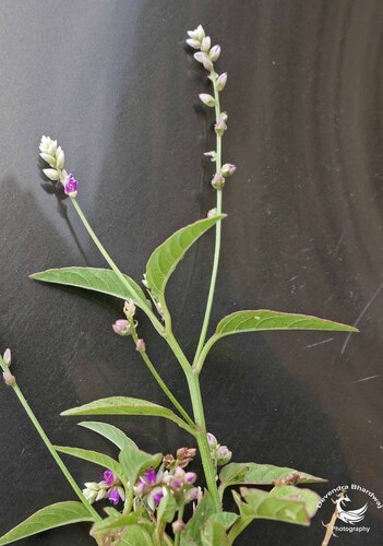 False Amaranth
