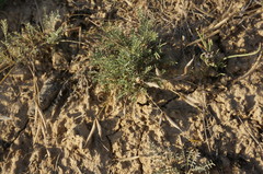 Astragalus corniculatus