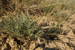 Astragalus corniculatus