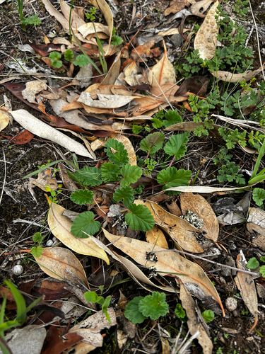 Pelargonium rodneyanum, photograph 4