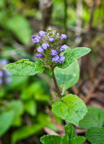 common selfheal