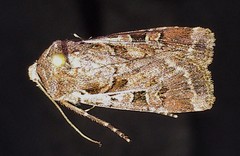 Euxoa divergens
