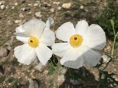 Argemone grandiflora