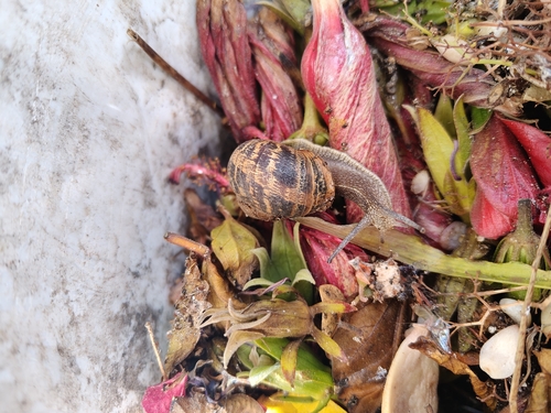 Cornu aspersum